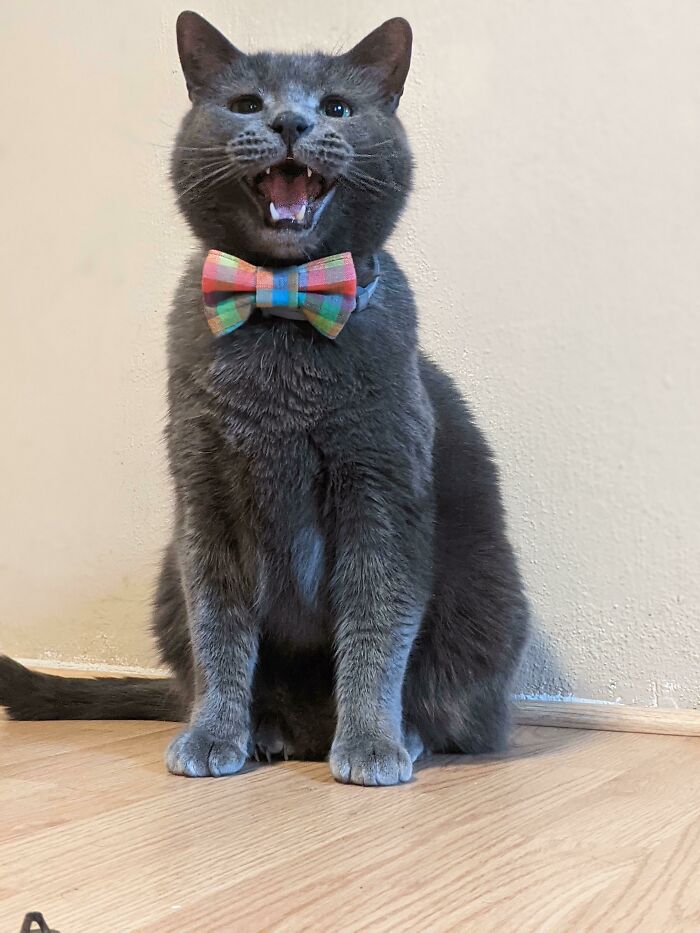 Let's Rank The Loudest Cats Who Totally Nail The Art of Yelling