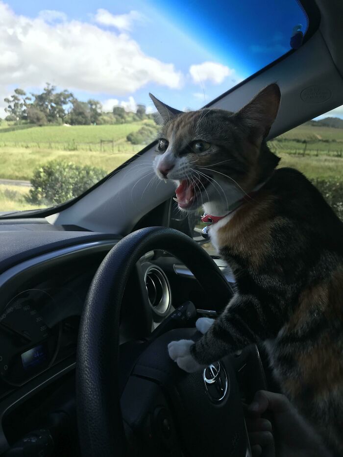Let's Rank The Loudest Cats Who Totally Nail The Art of Yelling