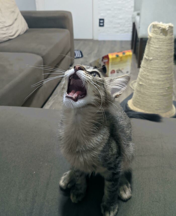 Let's Rank The Loudest Cats Who Totally Nail The Art of Yelling