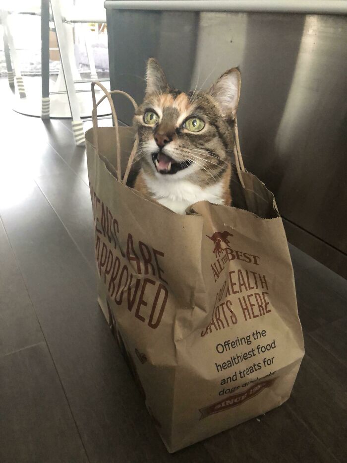 Let's Rank The Loudest Cats Who Totally Nail The Art of Yelling