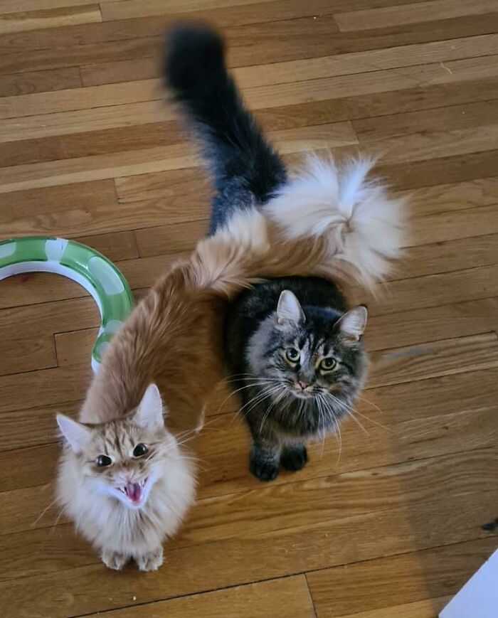 Let's Rank The Loudest Cats Who Totally Nail The Art of Yelling
