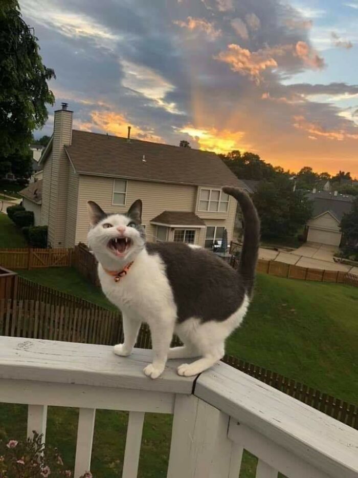 Let's Rank The Loudest Cats Who Totally Nail The Art of Yelling