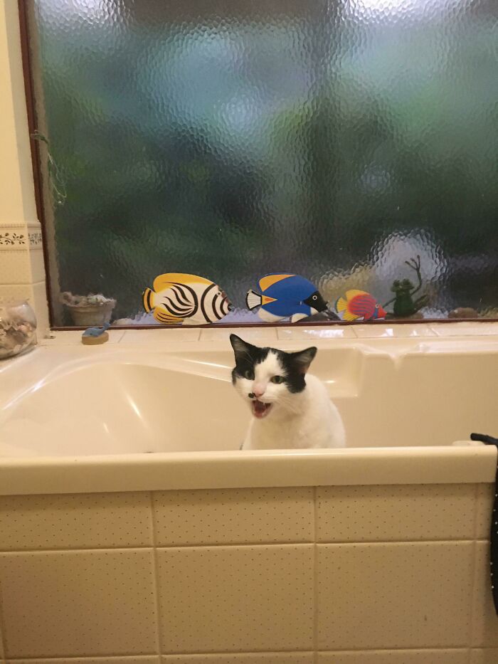 Let's Rank The Loudest Cats Who Totally Nail The Art of Yelling