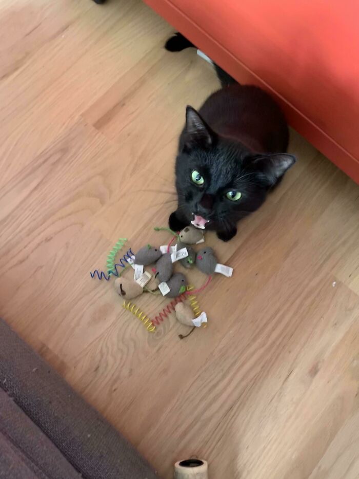 Let's Rank The Loudest Cats Who Totally Nail The Art of Yelling