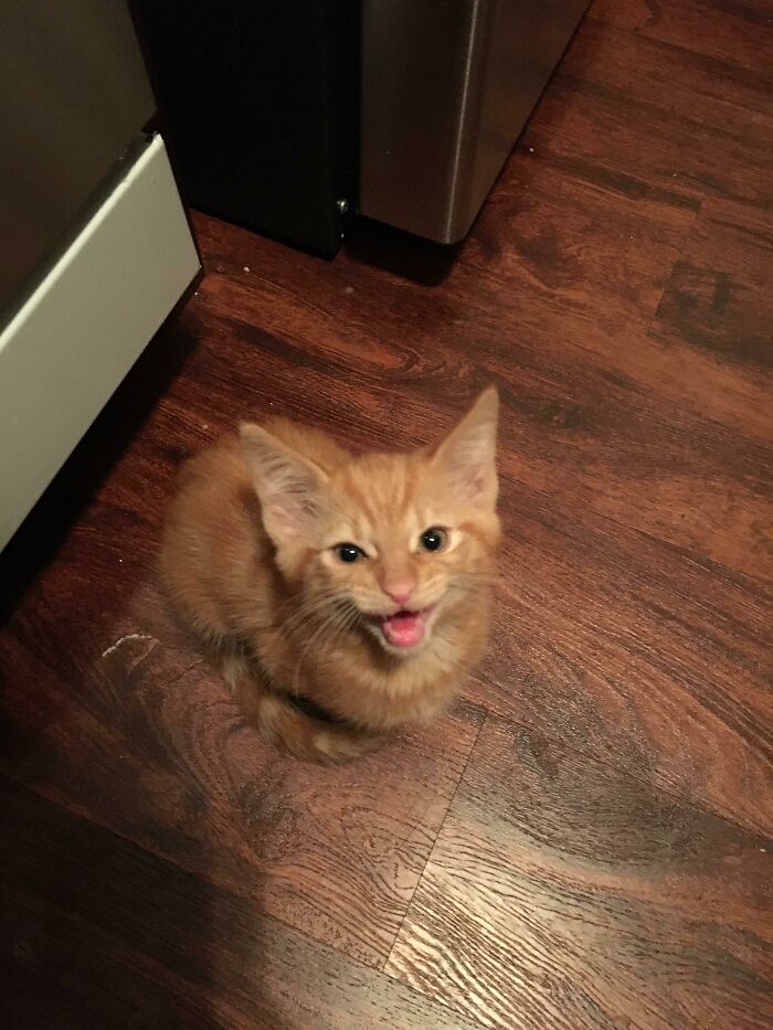 Let's Rank The Loudest Cats Who Totally Nail The Art of Yelling