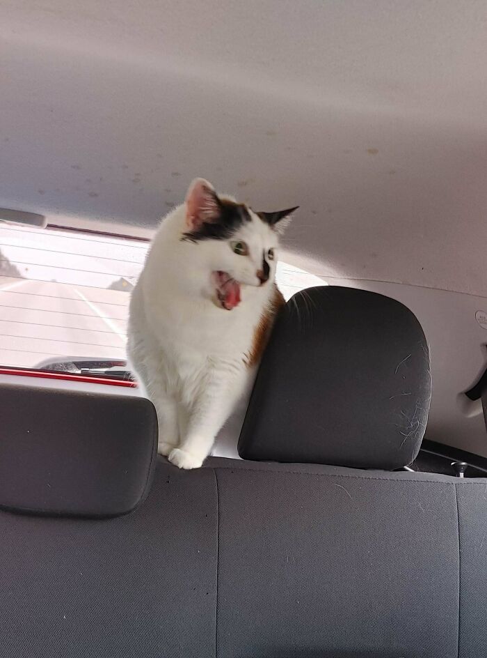 Let's Rank The Loudest Cats Who Totally Nail The Art of Yelling