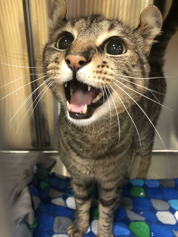 Let's Rank The Loudest Cats Who Totally Nail The Art of Yelling