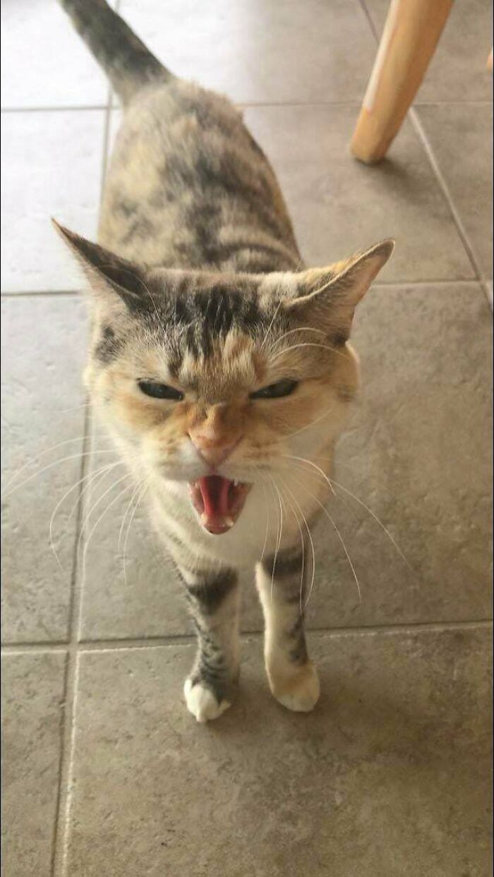 Let's Rank The Loudest Cats Who Totally Nail The Art of Yelling