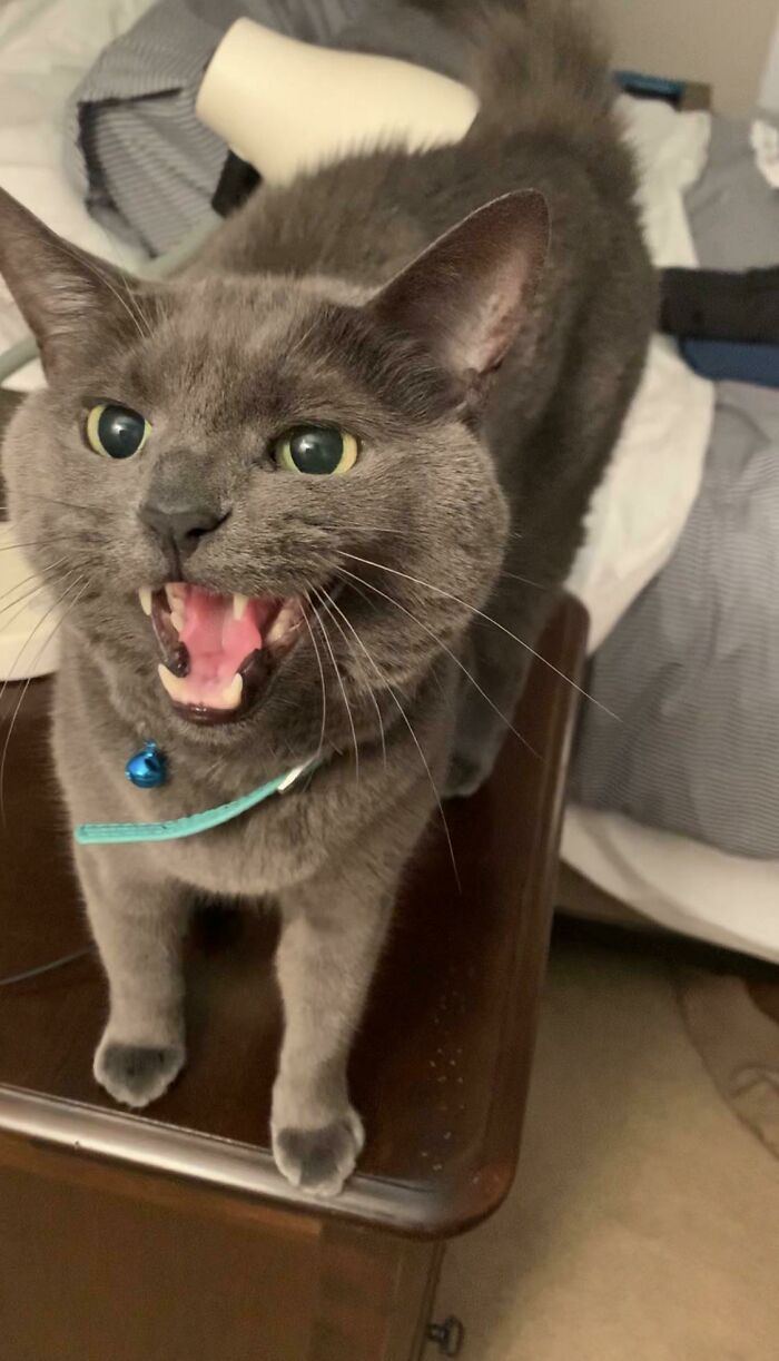 Let's Rank The Loudest Cats Who Totally Nail The Art of Yelling