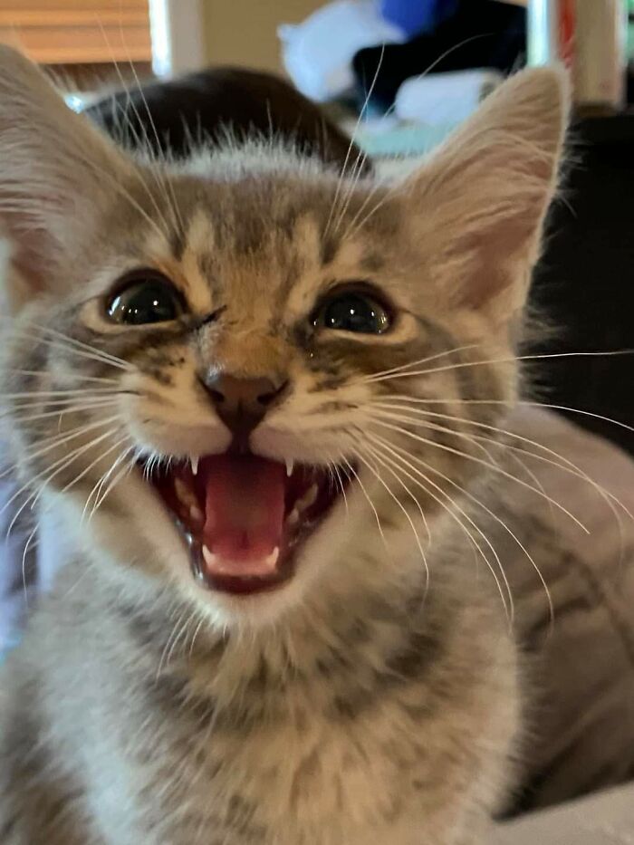 Let's Rank The Loudest Cats Who Totally Nail The Art of Yelling