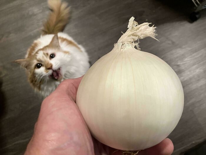 Let's Rank The Loudest Cats Who Totally Nail The Art of Yelling