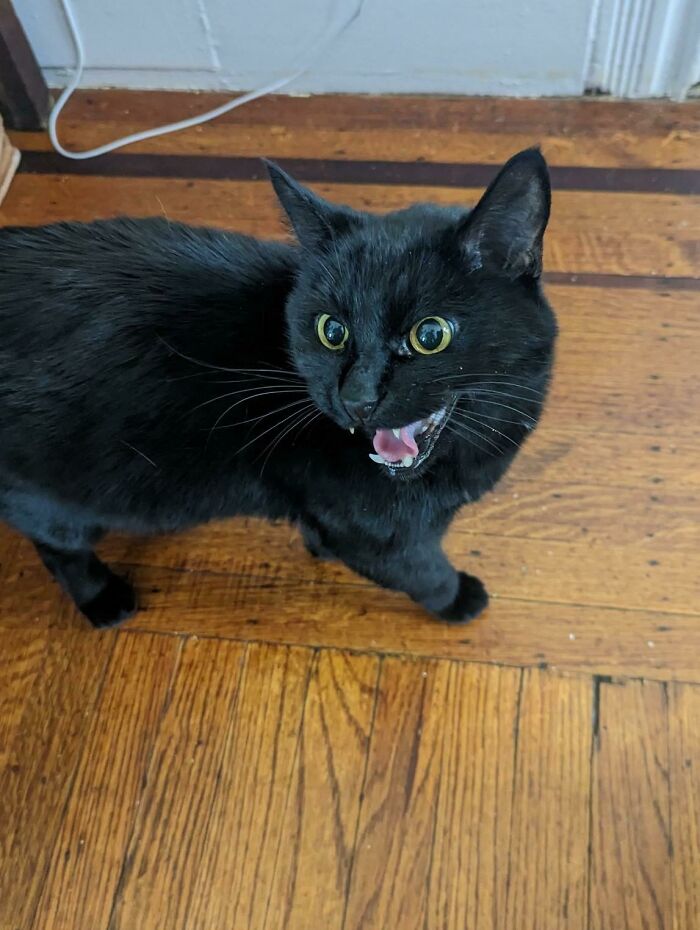 Let's Rank The Loudest Cats Who Totally Nail The Art of Yelling