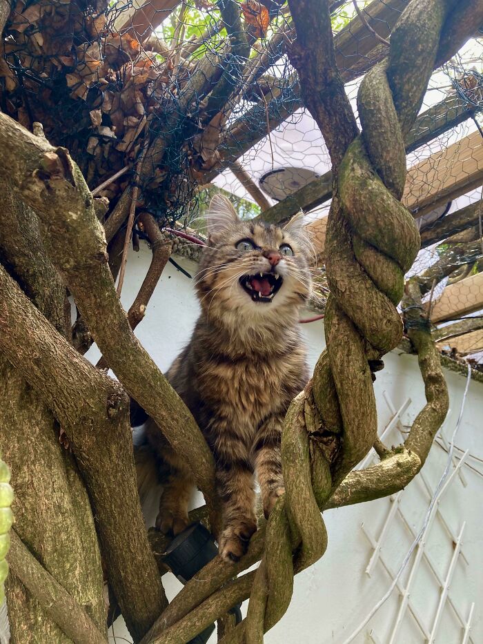 Let's Rank The Loudest Cats Who Totally Nail The Art of Yelling