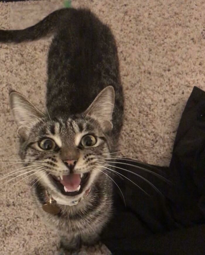 Let's Rank The Loudest Cats Who Totally Nail The Art of Yelling