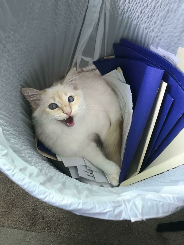 Let's Rank The Loudest Cats Who Totally Nail The Art of Yelling