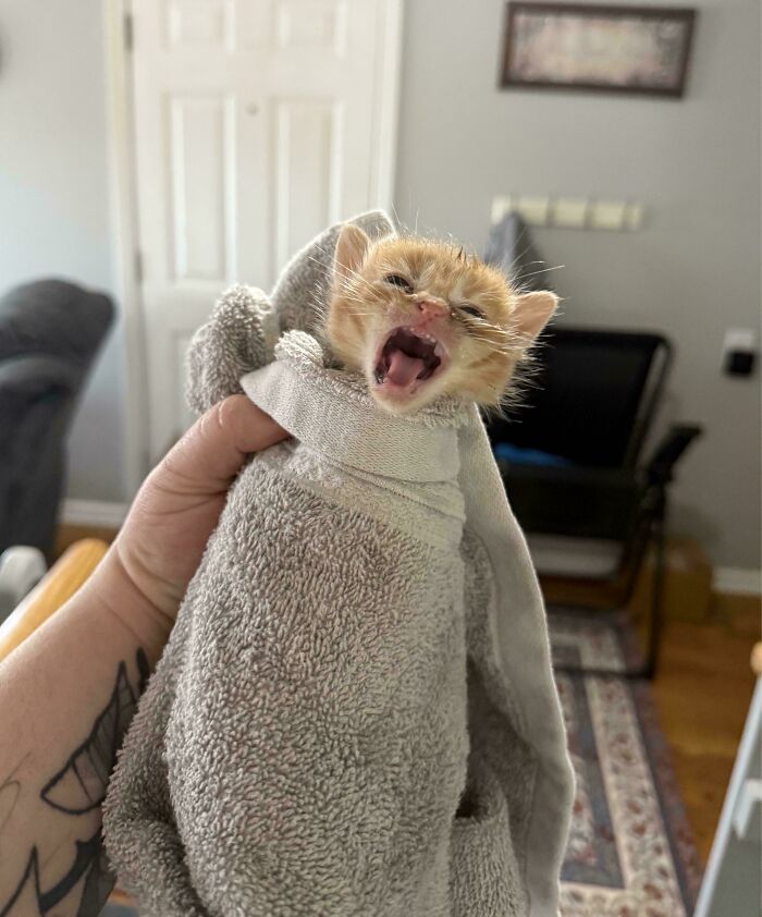 Let's Rank The Loudest Cats Who Totally Nail The Art of Yelling