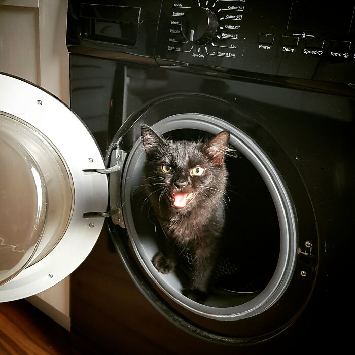 Let's Rank The Loudest Cats Who Totally Nail The Art of Yelling