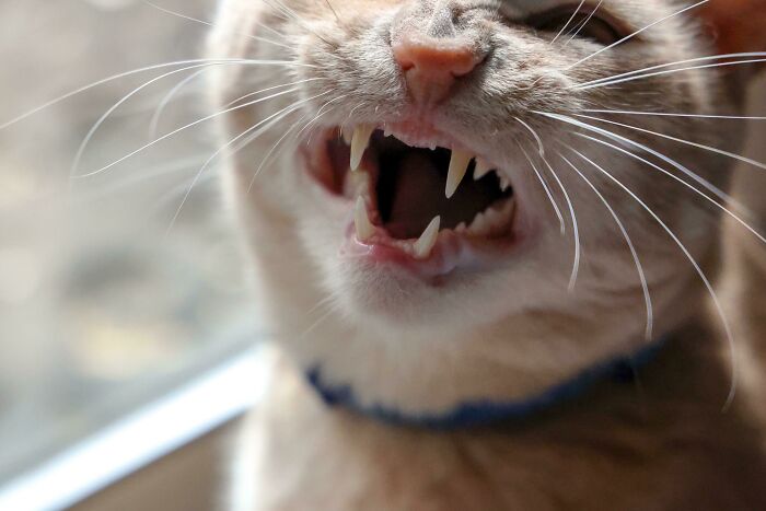 Let's Rank The Loudest Cats Who Totally Nail The Art of Yelling