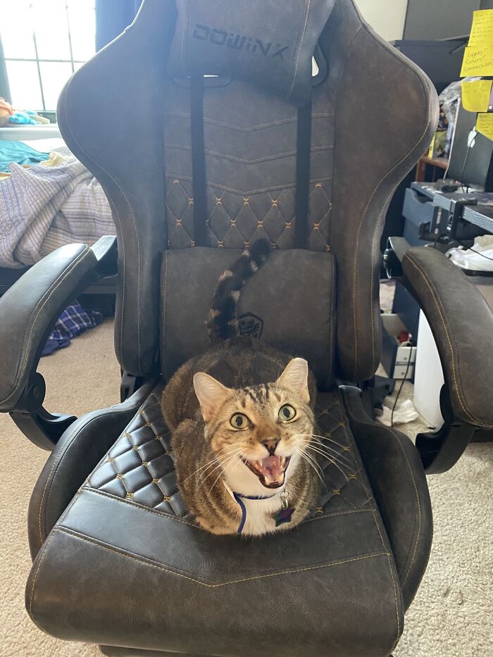 Let's Rank The Loudest Cats Who Totally Nail The Art of Yelling