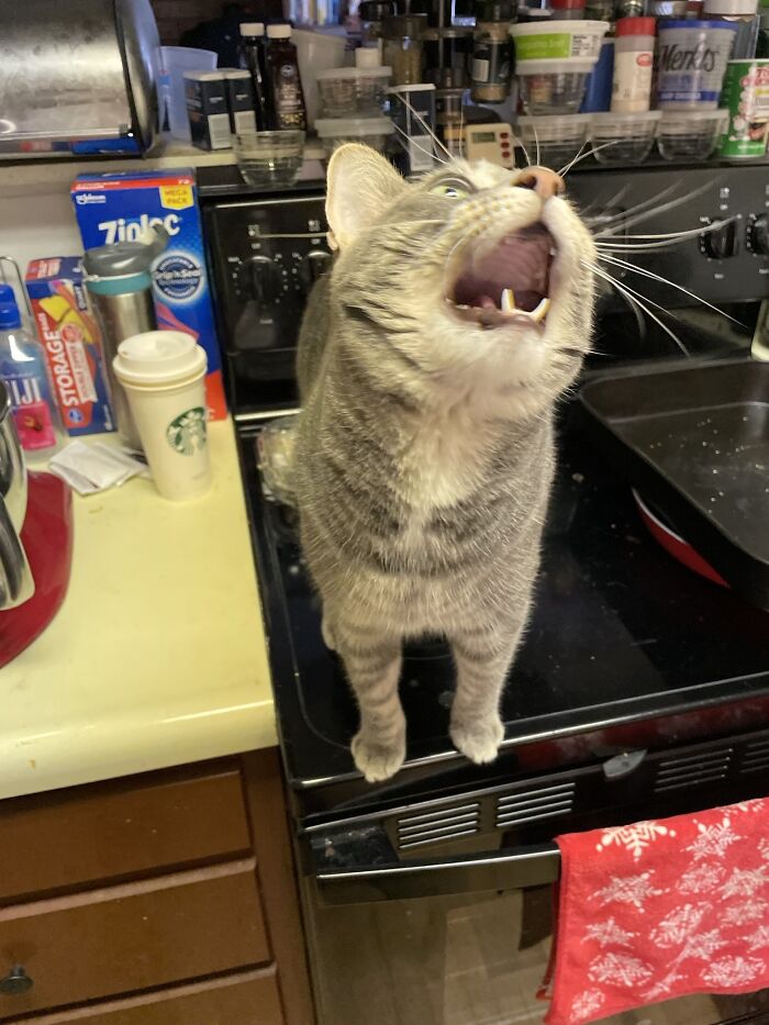 Let's Rank The Loudest Cats Who Totally Nail The Art of Yelling