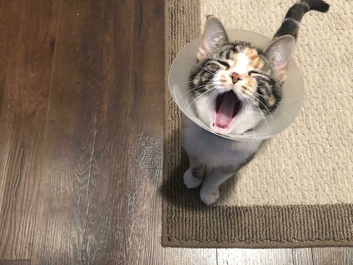 Let's Rank The Loudest Cats Who Totally Nail The Art of Yelling
