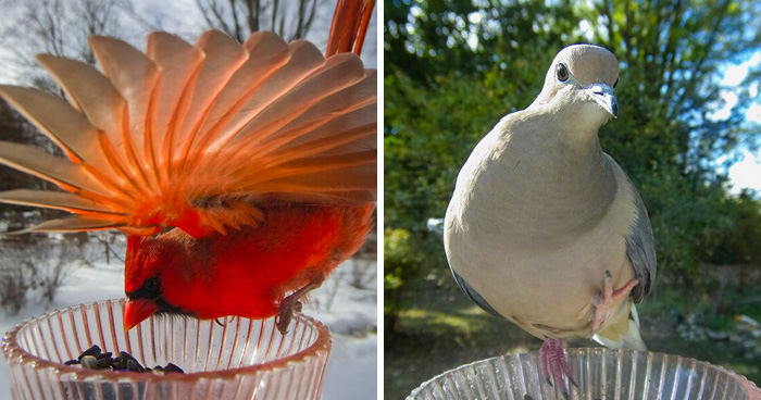 Birds and Squirrels Crash This Backyard Party and It’s Hilarious