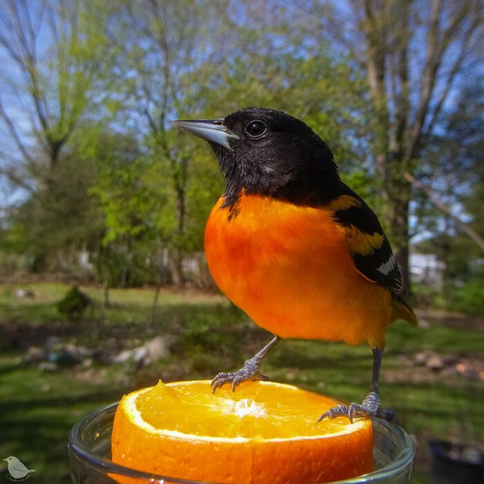 Birds and Squirrels Crash This Backyard Party and It's Hilarious