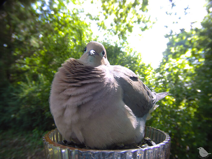 Birds and Squirrels Crash This Backyard Party and It's Hilarious