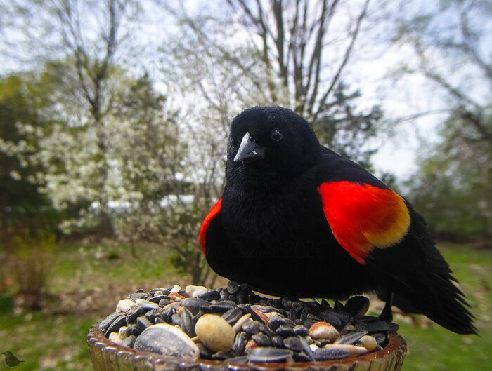 Birds and Squirrels Crash This Backyard Party and It's Hilarious