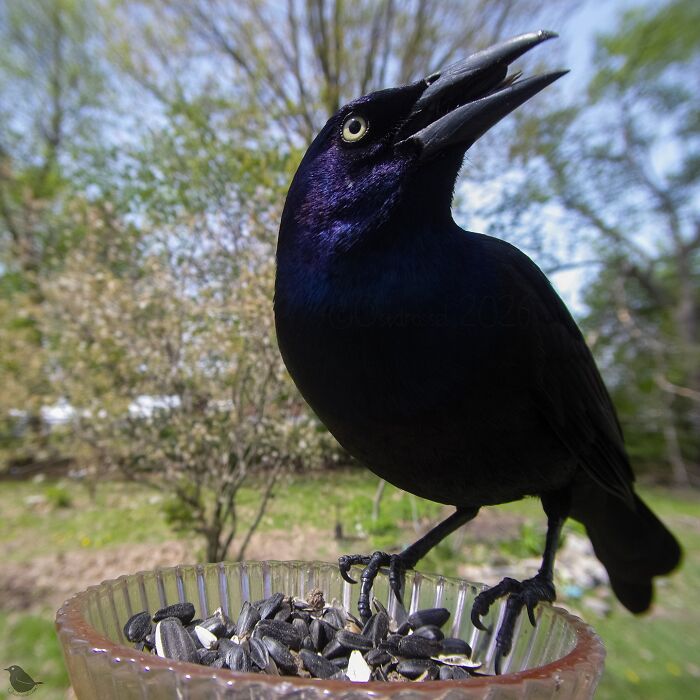 Birds and Squirrels Crash This Backyard Party and It's Hilarious