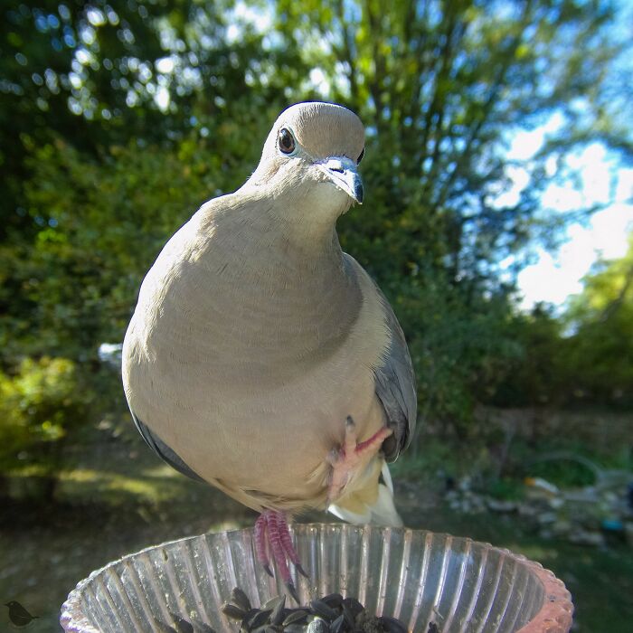 Birds and Squirrels Crash This Backyard Party and It's Hilarious