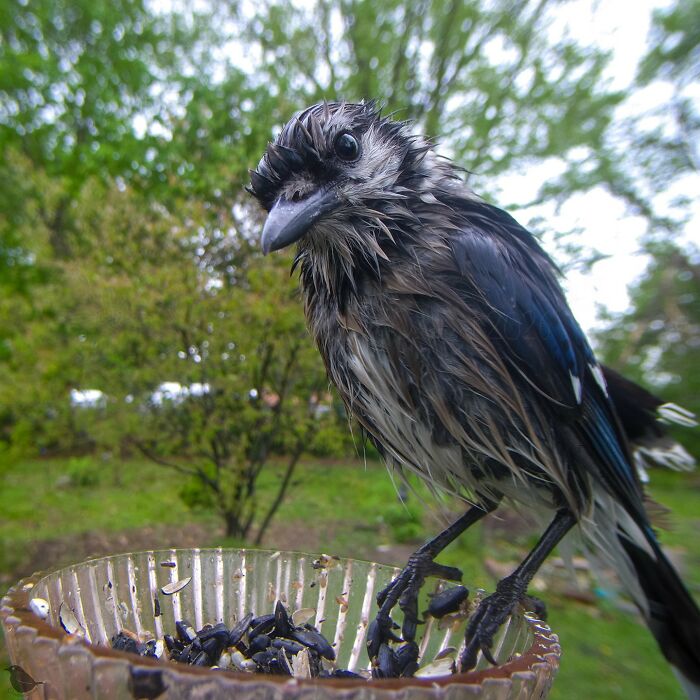 Birds and Squirrels Crash This Backyard Party and It's Hilarious