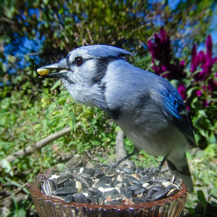 Birds and Squirrels Crash This Backyard Party and It's Hilarious