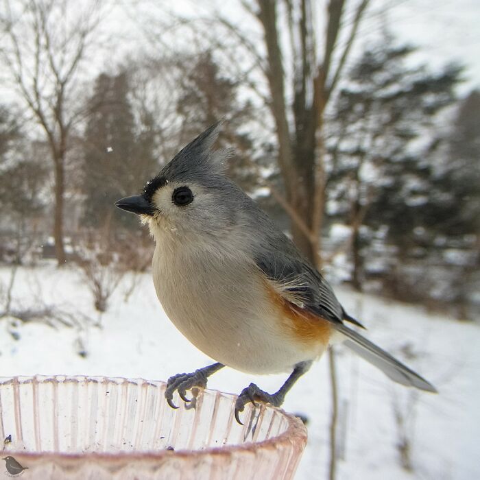 Birds and Squirrels Crash This Backyard Party and It's Hilarious