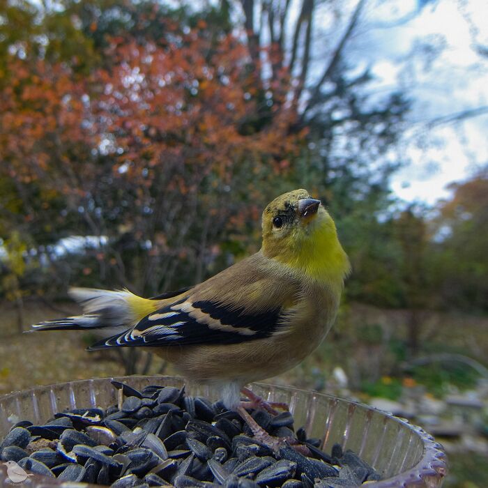 Birds and Squirrels Crash This Backyard Party and It's Hilarious