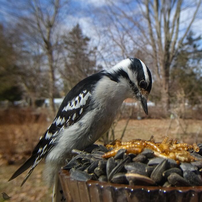 Birds and Squirrels Crash This Backyard Party and It's Hilarious
