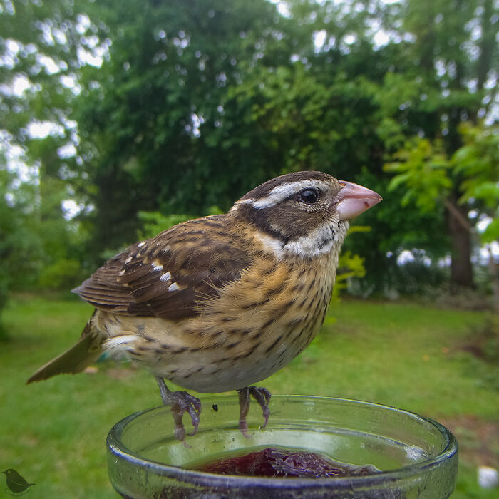 Birds and Squirrels Crash This Backyard Party and It's Hilarious