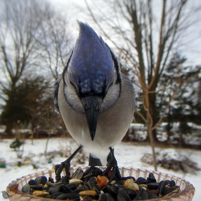 Birds and Squirrels Crash This Backyard Party and It's Hilarious