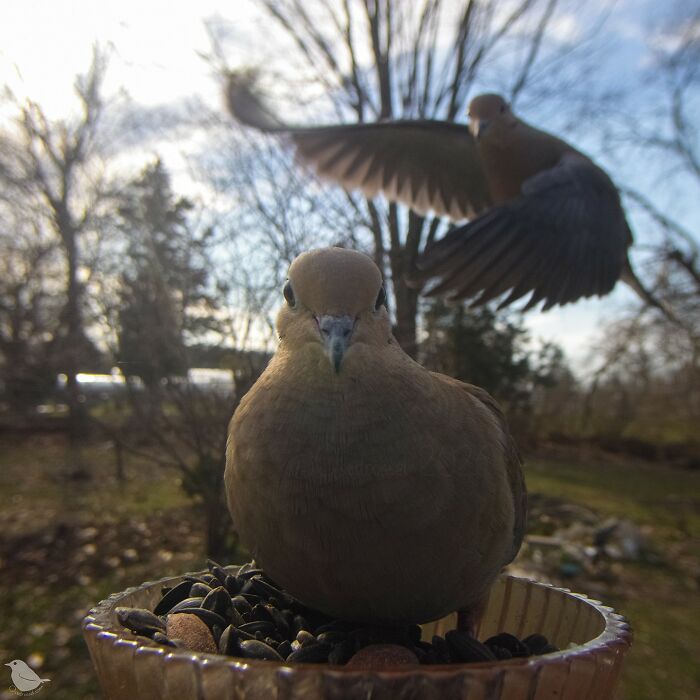 Birds and Squirrels Crash This Backyard Party and It's Hilarious