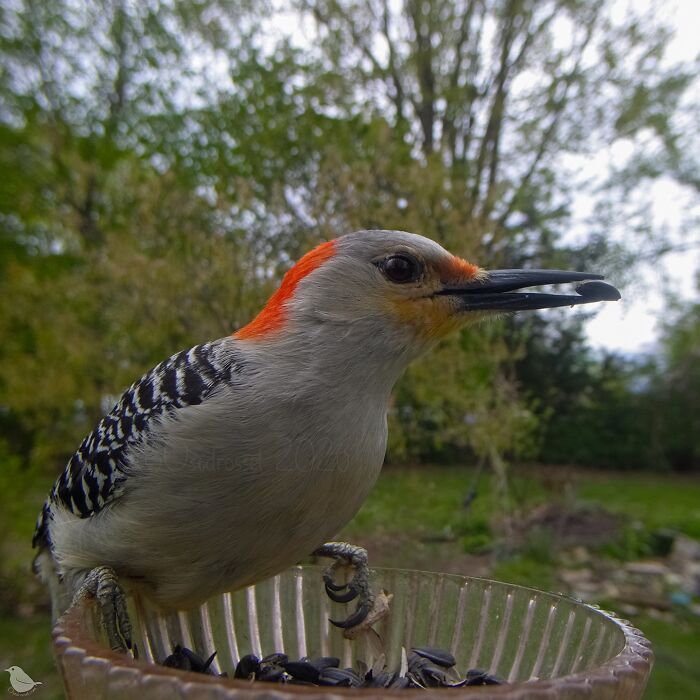 Birds and Squirrels Crash This Backyard Party and It's Hilarious