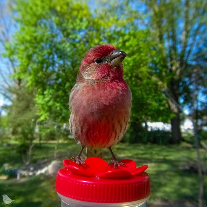 Birds and Squirrels Crash This Backyard Party and It's Hilarious