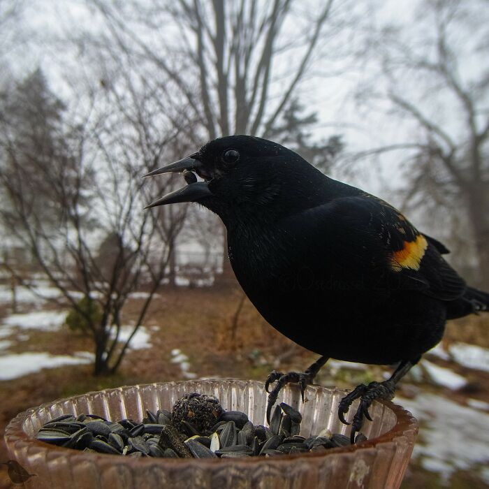 Birds and Squirrels Crash This Backyard Party and It's Hilarious