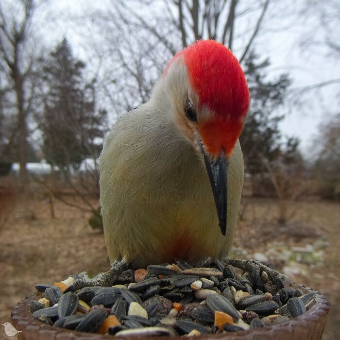 Birds and Squirrels Crash This Backyard Party and It's Hilarious