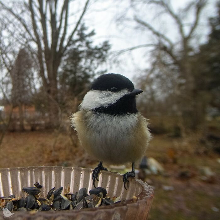Birds and Squirrels Crash This Backyard Party and It's Hilarious