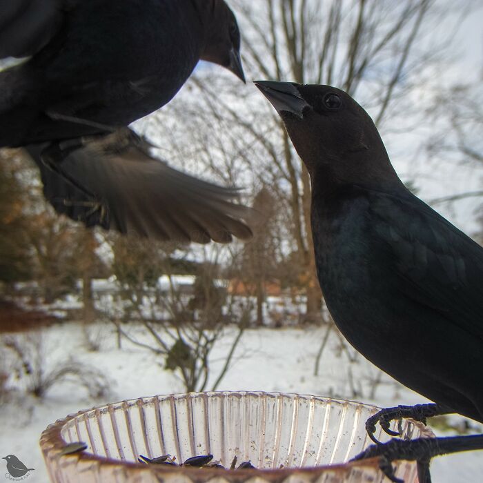 Birds and Squirrels Crash This Backyard Party and It's Hilarious