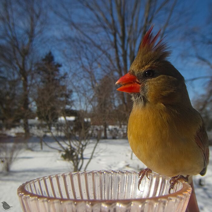 Birds and Squirrels Crash This Backyard Party and It's Hilarious