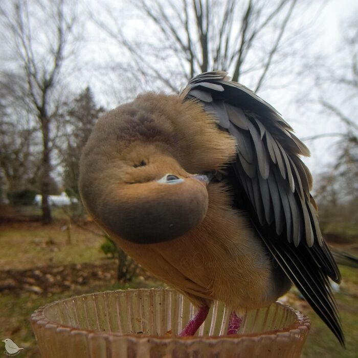 Birds and Squirrels Crash This Backyard Party and It's Hilarious
