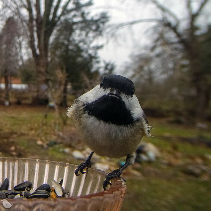 Birds and Squirrels Crash This Backyard Party and It's Hilarious