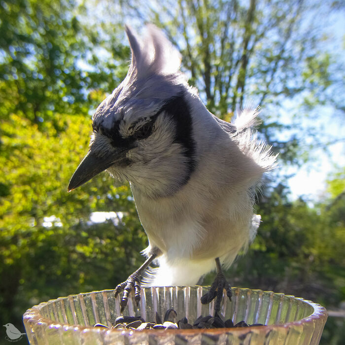 Birds and Squirrels Crash This Backyard Party and It's Hilarious