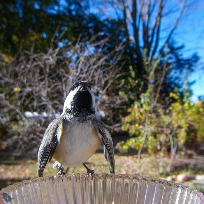 Birds and Squirrels Crash This Backyard Party and It's Hilarious